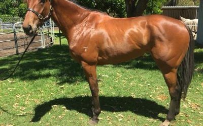 Another Pearce three-year-old to debut