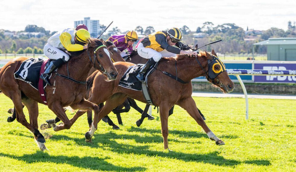 Celebrity Witness wins firstup Pearce Racing