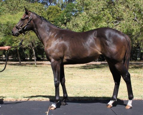 Toronado Rocket