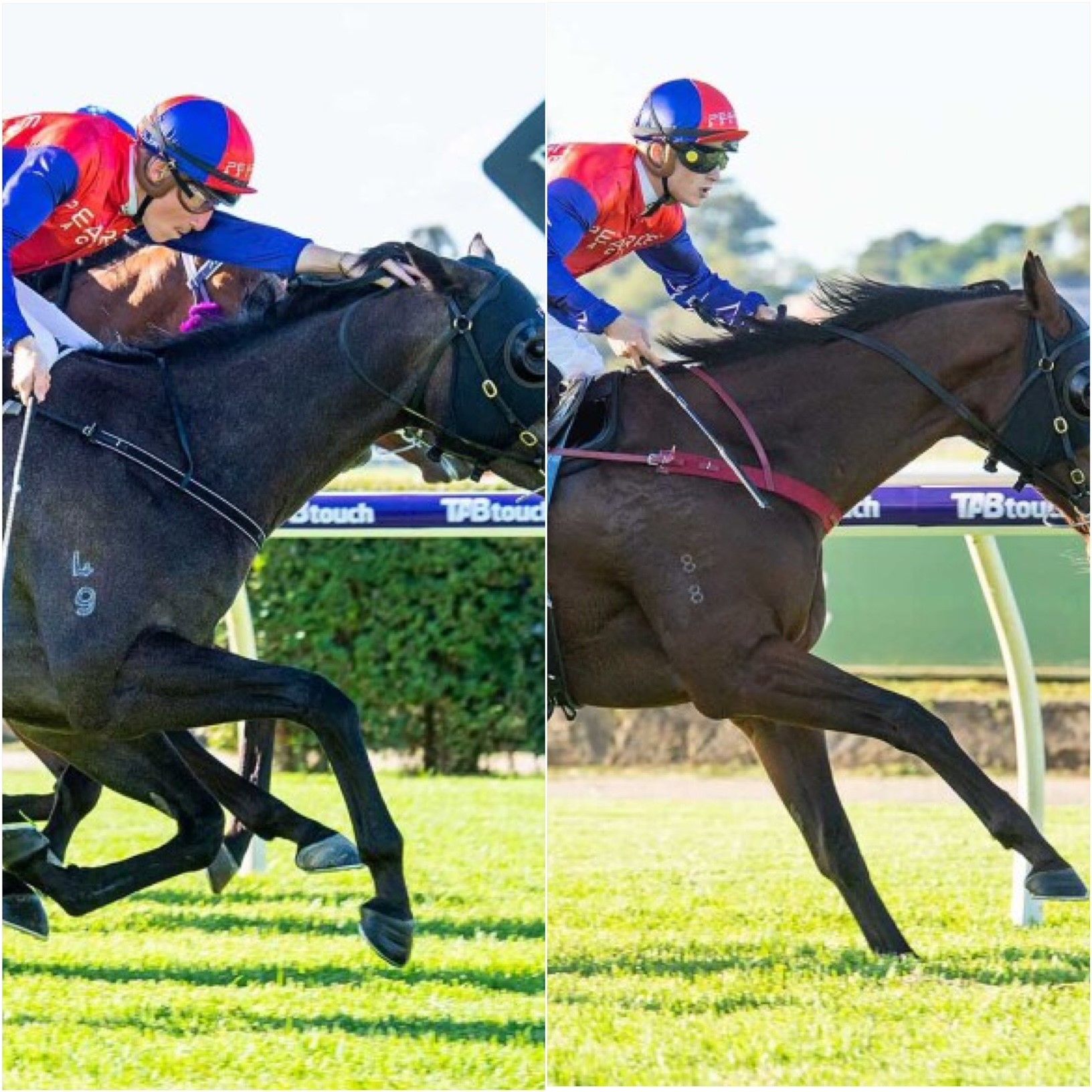 Rod Pearce Racing Another Belmont double for Team Pearce - Pearce Racing