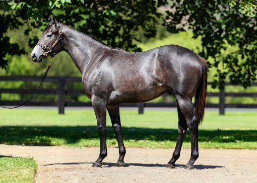 Wootton Bassett X Lucicello