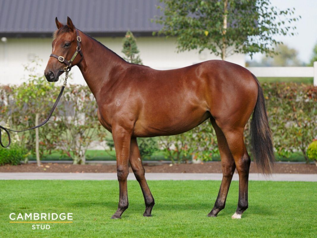 Almanzor X Leading Lights