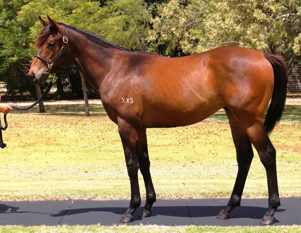 Playing God X Araaja