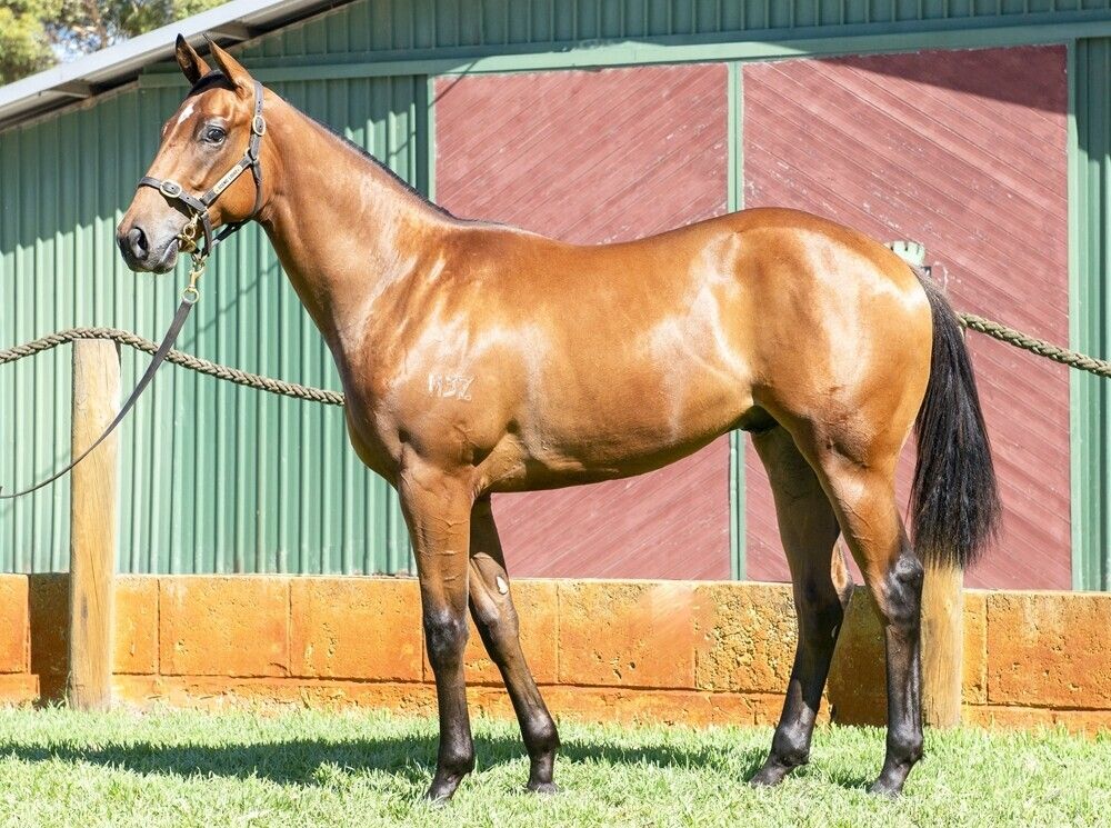 Aysar X Kensington Gem