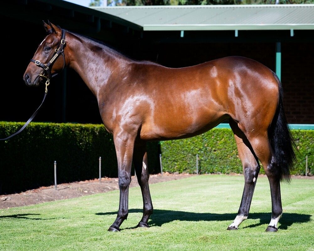 Gingerbread Man X Amalfi Lass