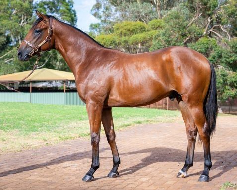 Aysar X Bella Contessa