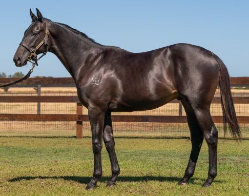 Too Darn Hot X Brave Angel