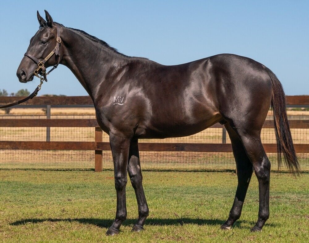 Too Darn Hot X Brave Angel