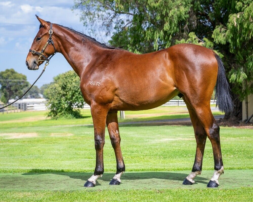 Aysar X Indi Pacific