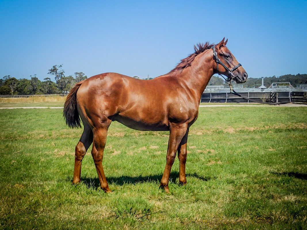 Super One X Bella Elegante Filly