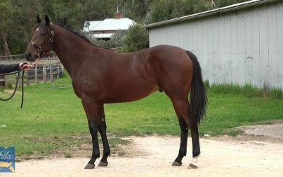 Lot 77 – Magnus – Wicked Secrets Colt