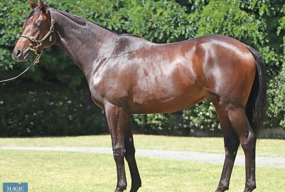 Lot 54 – Sir Prancealot – Too Cool To Fool Colt