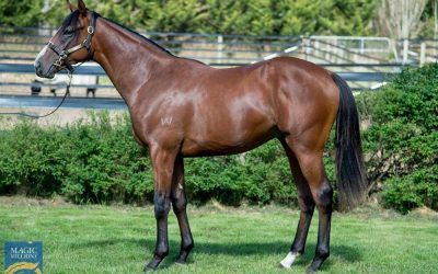 Lot 75 – Alpine Eagle – Zahlee Colt