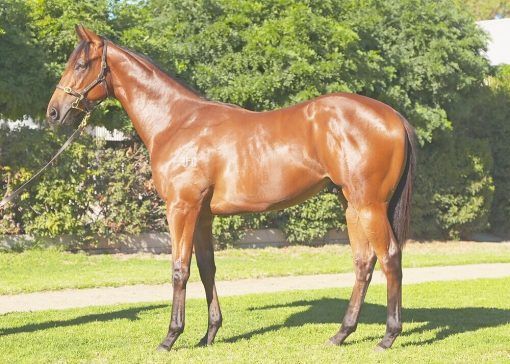 Lot 147 – Harry Angel – Star Stopper – Adelaide Magic Millions