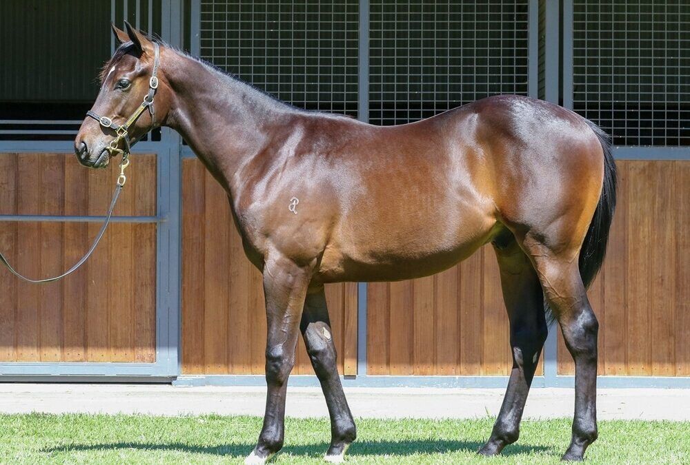 Exceed and Excel x Solar Moon