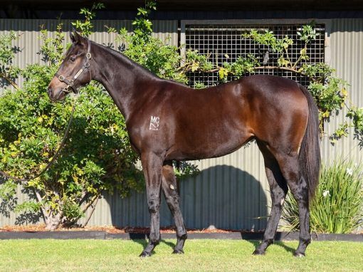 I Am Invincible x Samara Dancer