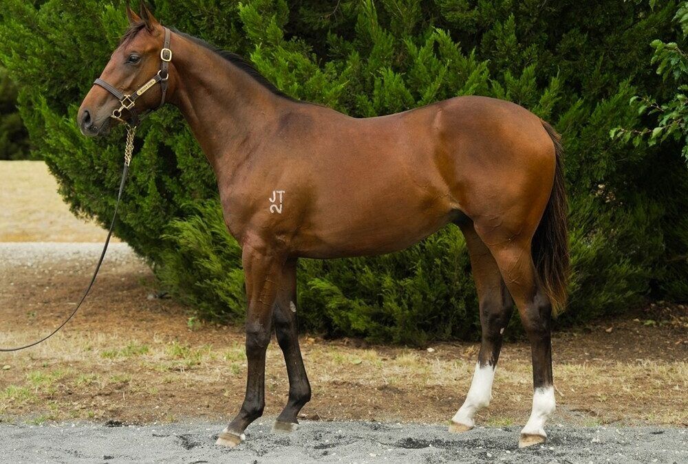 Zoustar x So Far Sokool
