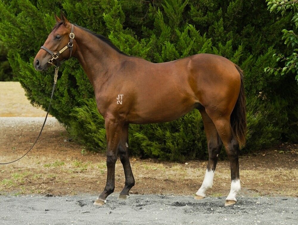 Zoustar x So Far Sokool
