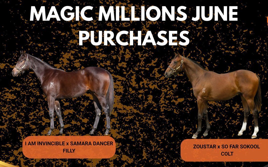 Magic Millions Purchases