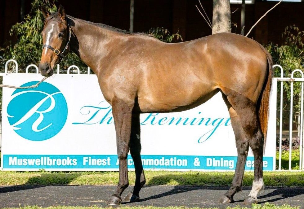 Brazen Beau X Pina