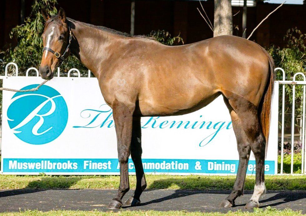 Brazen Beau X Pina