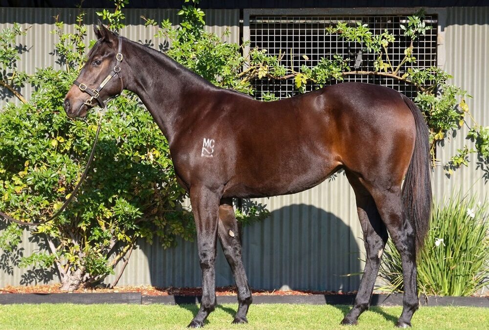 I Am Invincible x Samara Dancer