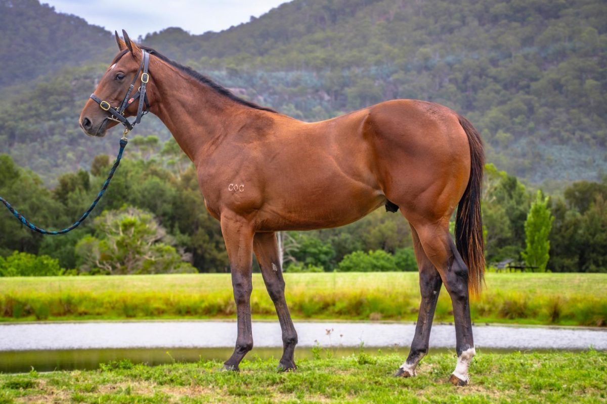 Spirit Of Boom X Parriwi