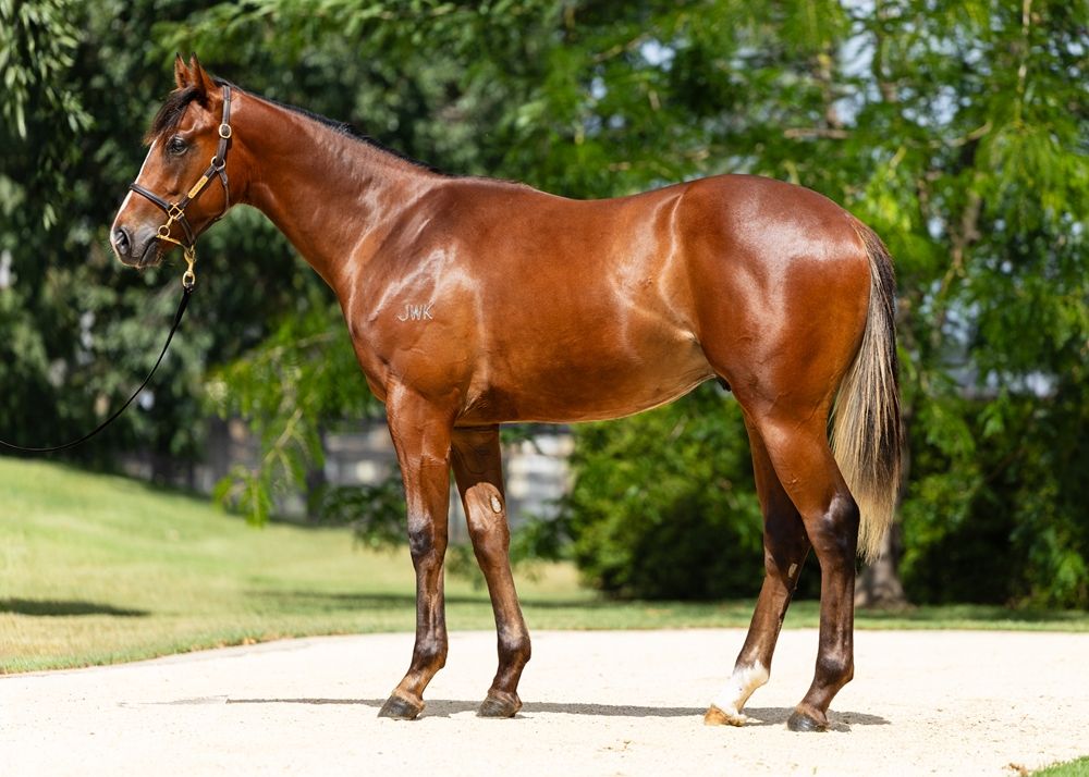 Russian Revolution x Cadet Roni