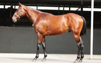 RACING CLUB NO.3 HAS A SMART COLT SAYS MULTIPLE GROUP ONE BREAKER.