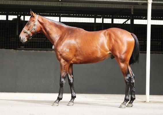 RACING CLUB NO.3 HAS A SMART COLT SAYS MULTIPLE GROUP ONE BREAKER.