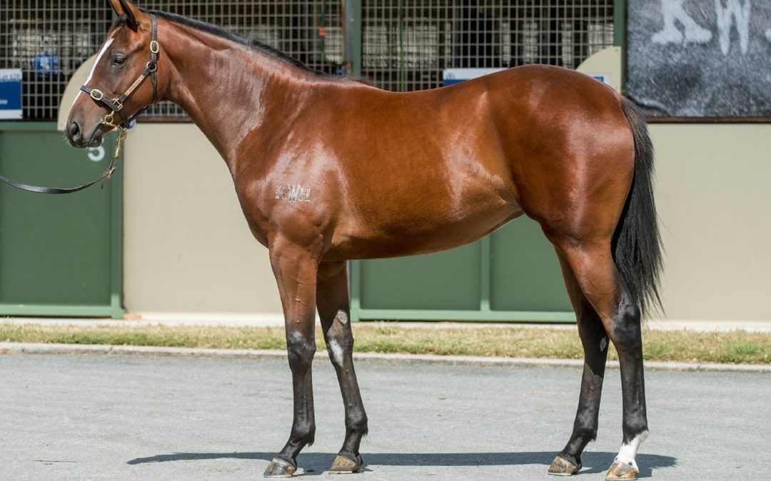 Racing Club No 5 | Capitalist Filly Potential Group Runner
