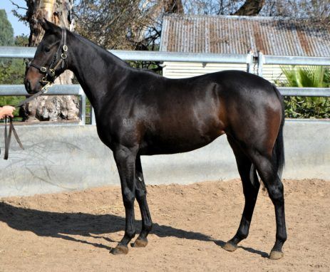 Neatly put-together filly by Cool Aza Beel out of Teach