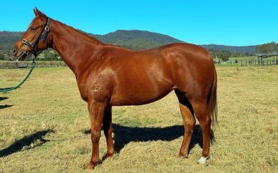 15% left LEE FREEDMAN’s babies making their mark….he loves the WRITTEN BY’S…always been a great judge so take notice! Ripper yearling filly by WRITTEN BY with Lee…looks an early type ideal for a MAGIC MILLIONS.