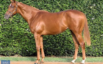 LEE FREEDMAN’s babies making their mark….he loves the WRITTEN BY’S…always been a great judge so take notice! Ripper yearling filly by WRITTEN BY with Lee…looks an early type ideal for a MAGIC MILLIONS.