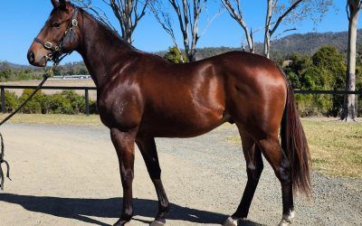 Cracking colt by EXCEEDANCE with LEE FREEDMAN… wow look at him! a real 2yo! MAGIC MILLIONS colt plus BOBS!!