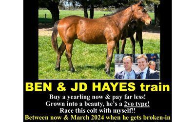 Buy now save money on an early yearling by Exceedance with the elite HAYES STABLE!