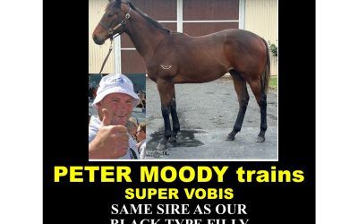 7.5% LEFT!!!!!…BE QUICK selling fast! SHAMUS AWARD filly with PETER MOODY..SUPER VOBIS!