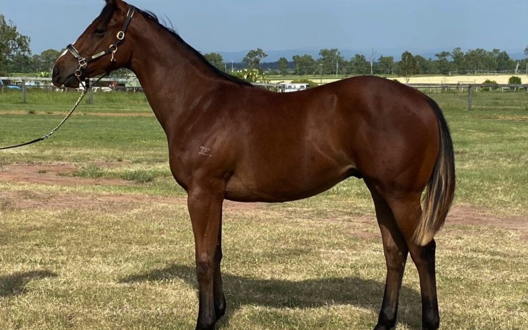 ROTHESAY X STATEMENT OF FAITH COLT