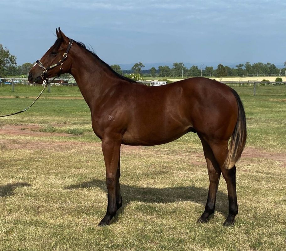 ROTHESAY X STATEMENT OF FAITH COLT