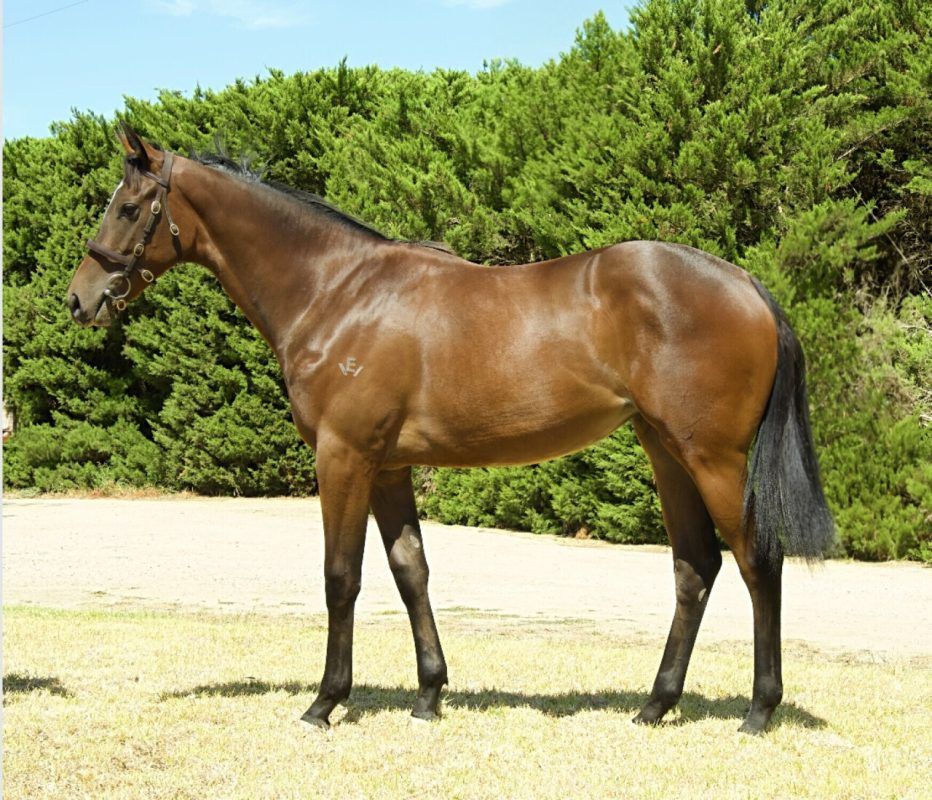 SHAMUS AWARD X MACROOMA FILLY