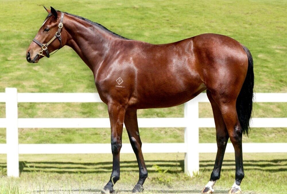 RUSSIAN CAMELOT X FLYING FILLY
