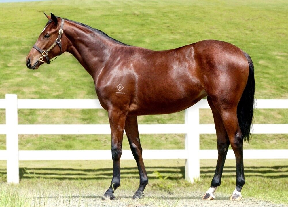 RUSSIAN CAMELOT X FLYING FILLY
