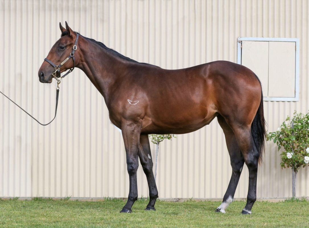 NICCONI X THINK DIAMONDS FILLY