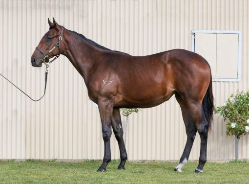 NICCONI X THINK DIAMONDS FILLY