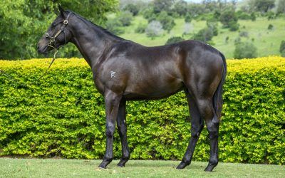 Cracking BETTER THAN READY colt with TONY GOLLAN Queensland’s Premier Trainer