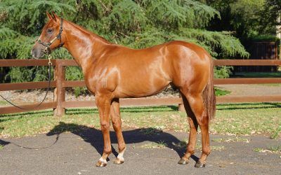 10% only left in outstanding OLE KIRK colt with the Hayes team!