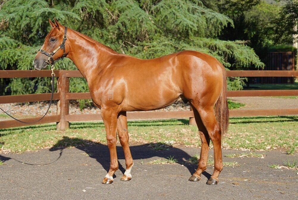 OLE KIRK X ONE POSE COLT