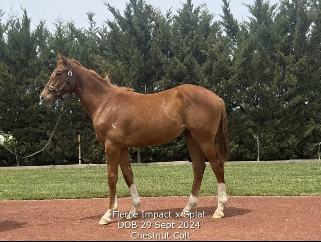 FIERCE IMPACT X SPLAT