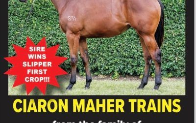 HOME AFFAIRS sires a GOLDEN SLIPPER WINNER in his first crop!! Who does that???