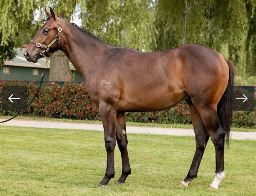 SHOCKING X SHAMARDAL LUCK COLT